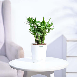 Lotus Lucky Bamboo 5 Sticks