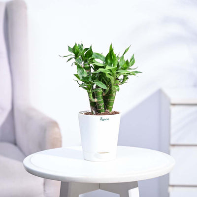 Lotus Lucky Bamboo 5 Sticks