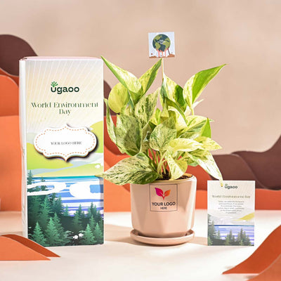 Money Plant Marble For Environment Day Gifting