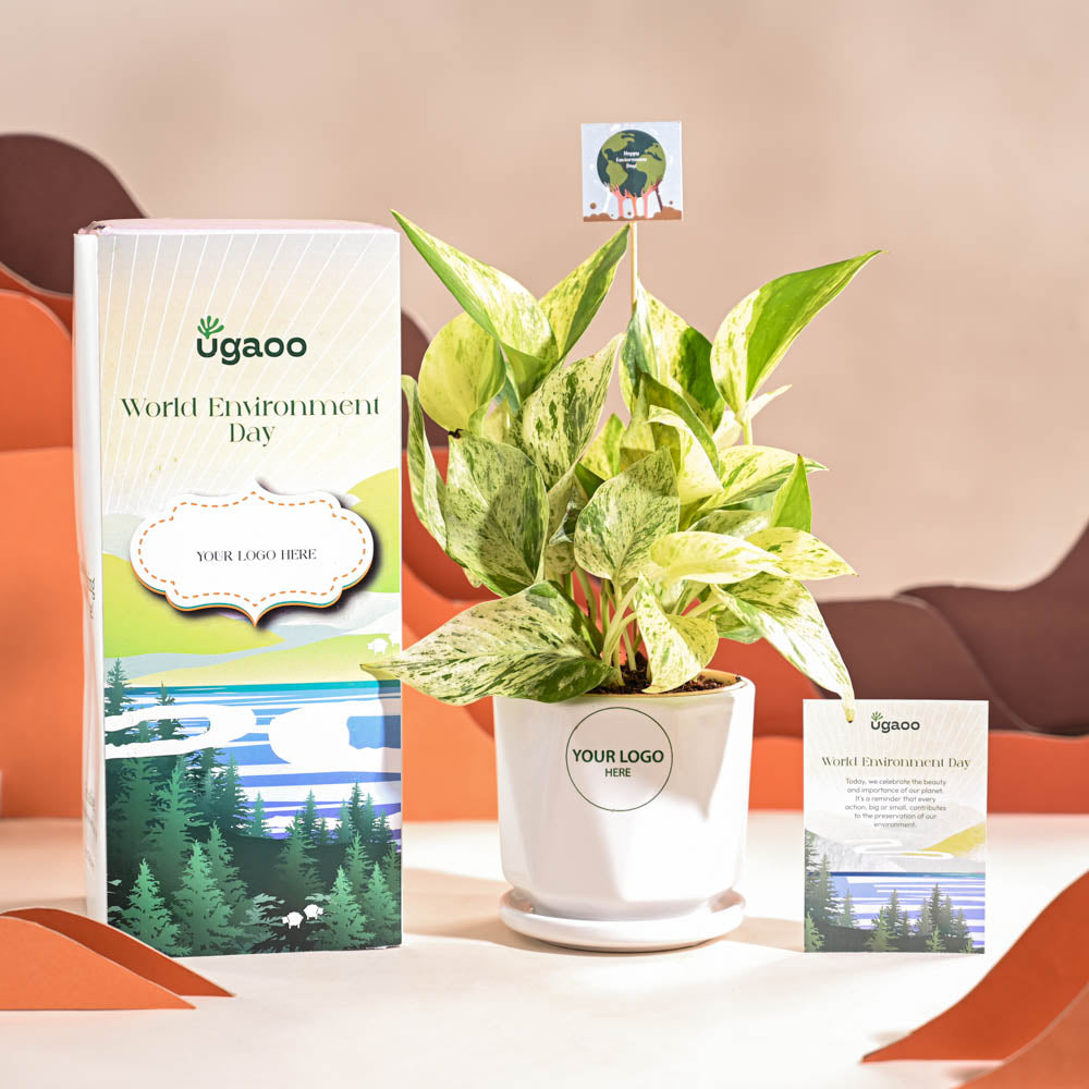 Money Plant Marble For Environment Day Gifting