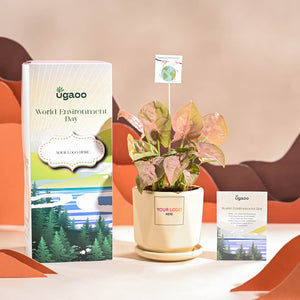 Syngonium Pink Plant For Environment Day Gifting