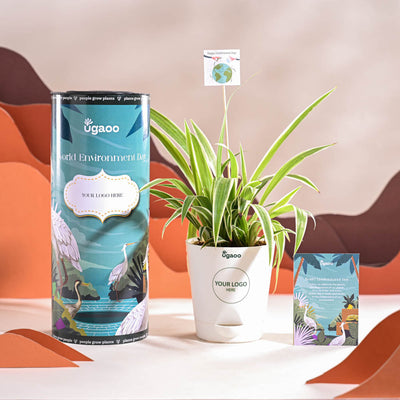 Spider Plant For Environment Day Gifting