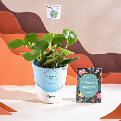 Peperomia Green Plant For Environment Day Gifting