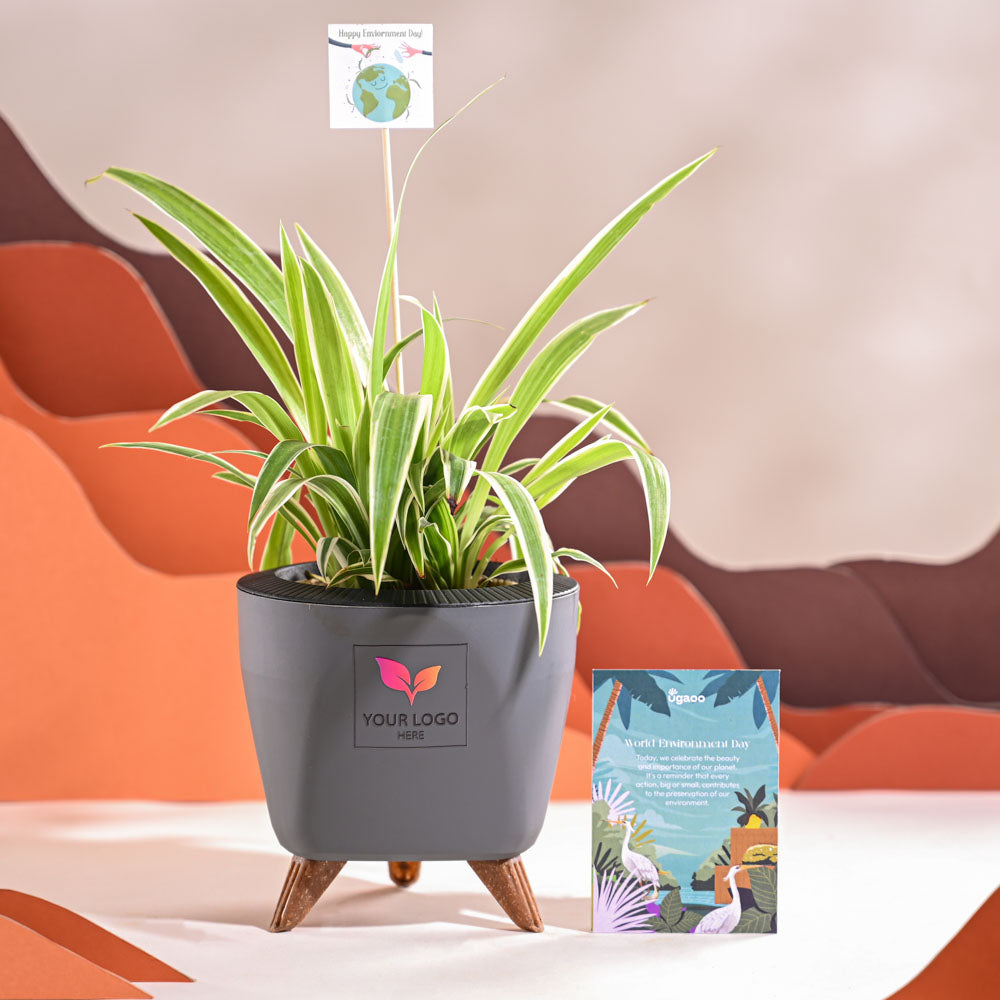 Spider Plant For Environment Day Gifting