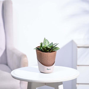 Euphorbia Francoisii Green