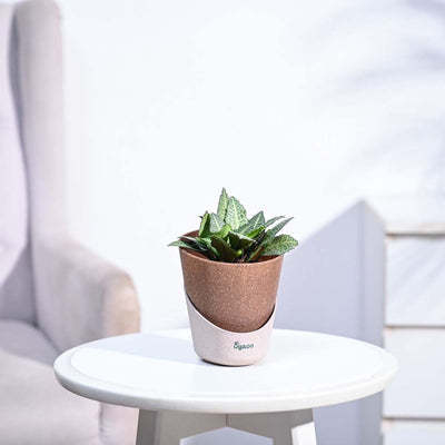 Euphorbia Francoisii Green