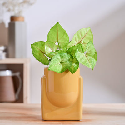 Cats are Gods Ceramic Planter