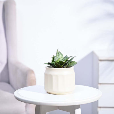 Euphorbia Francoisii Green