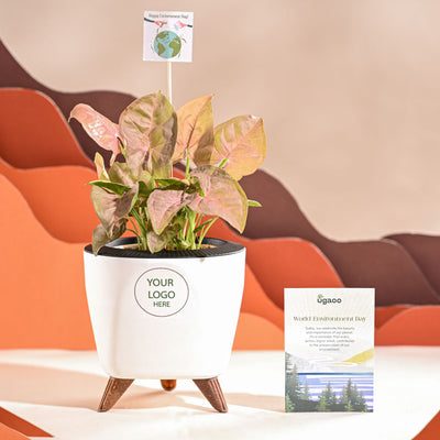 Syngonium Pink Plant For Environment Day Gifting