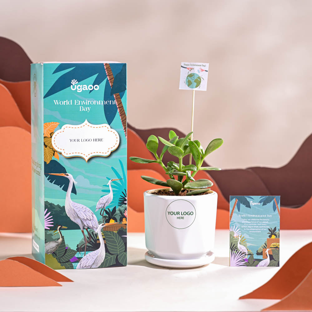 Crassula Ovata Plant For Environment Day Gifting