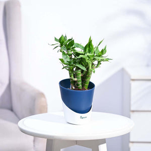 Lotus Lucky Bamboo 5 Sticks