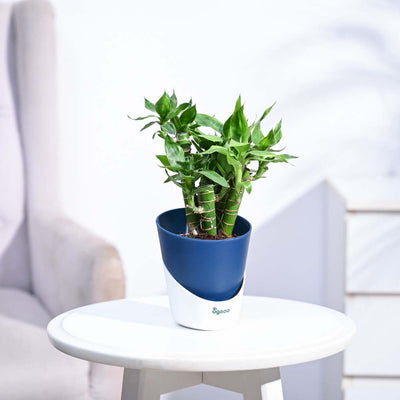 Lotus Lucky Bamboo 5 Sticks