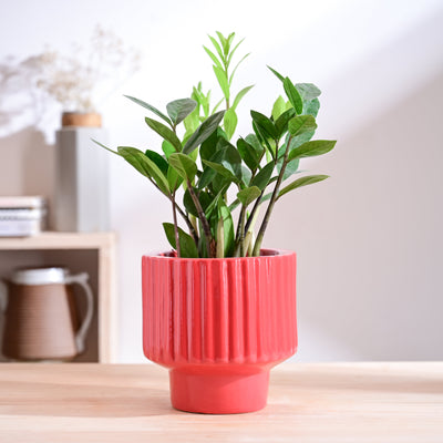 Forms of Love Ceramic Planter