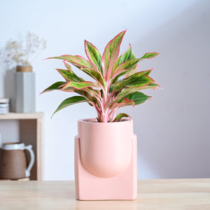 Cats are Gods Ceramic Planter