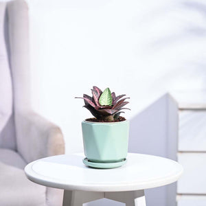 Euphorbia Francoisii Hybrid