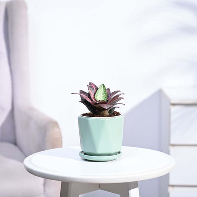 Euphorbia Francoisii Hybrid