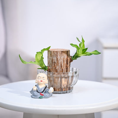 Brazilian Wood Plant