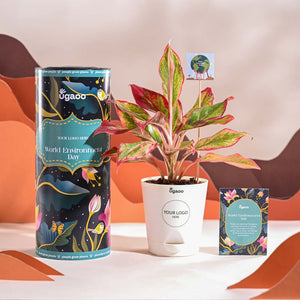 Aglaonema Red Plant For Environment Day Gifting