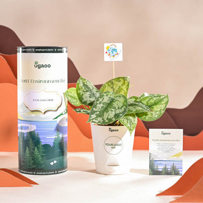 Money Plant Satin For Environment Day Gifting