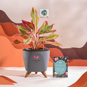 Aglaonema Red Plant For Environment Day Gifting