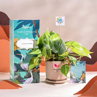 Philodendron Brasil Plant For Environment Day Gifting