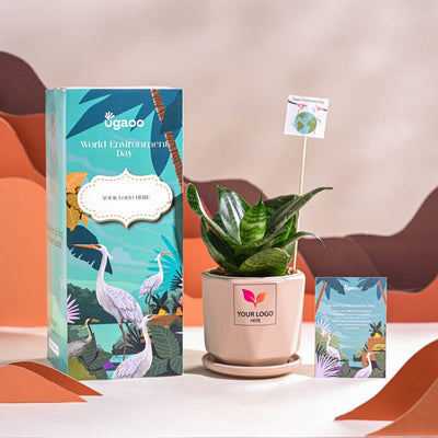 Snake Plant - Green For Environment Day Gifting