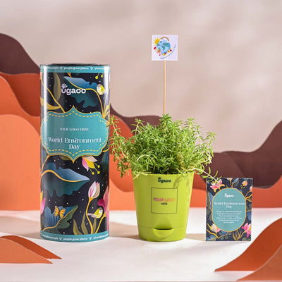 Golden Sedum Plant For Environment Day Gifting