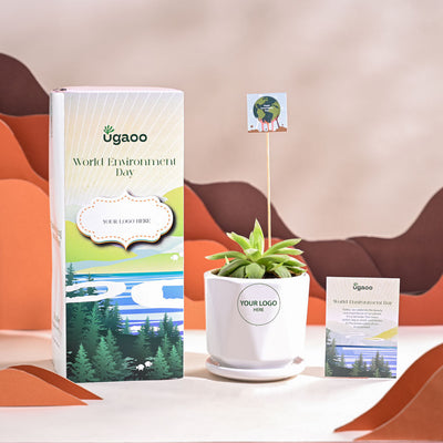 Haworthia Cooperi Fleshy For Environment Day Gifting