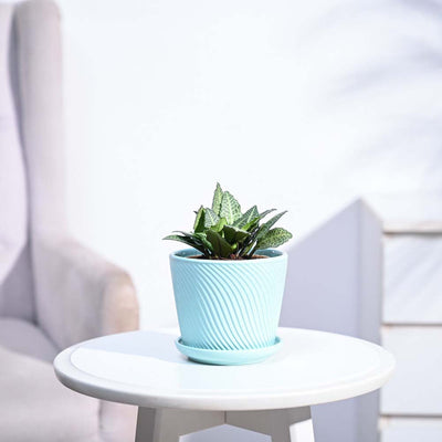 Euphorbia Francoisii Green