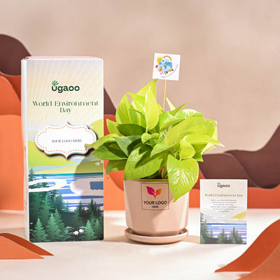 Money Plant Golden For Environment Day Gifting
