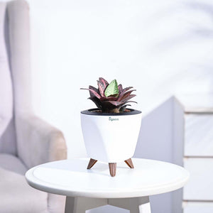 Euphorbia Francoisii Hybrid