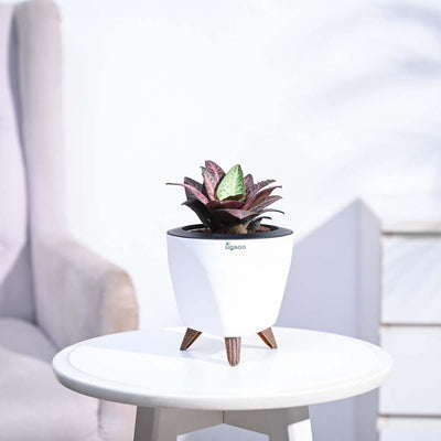 Euphorbia Francoisii Hybrid