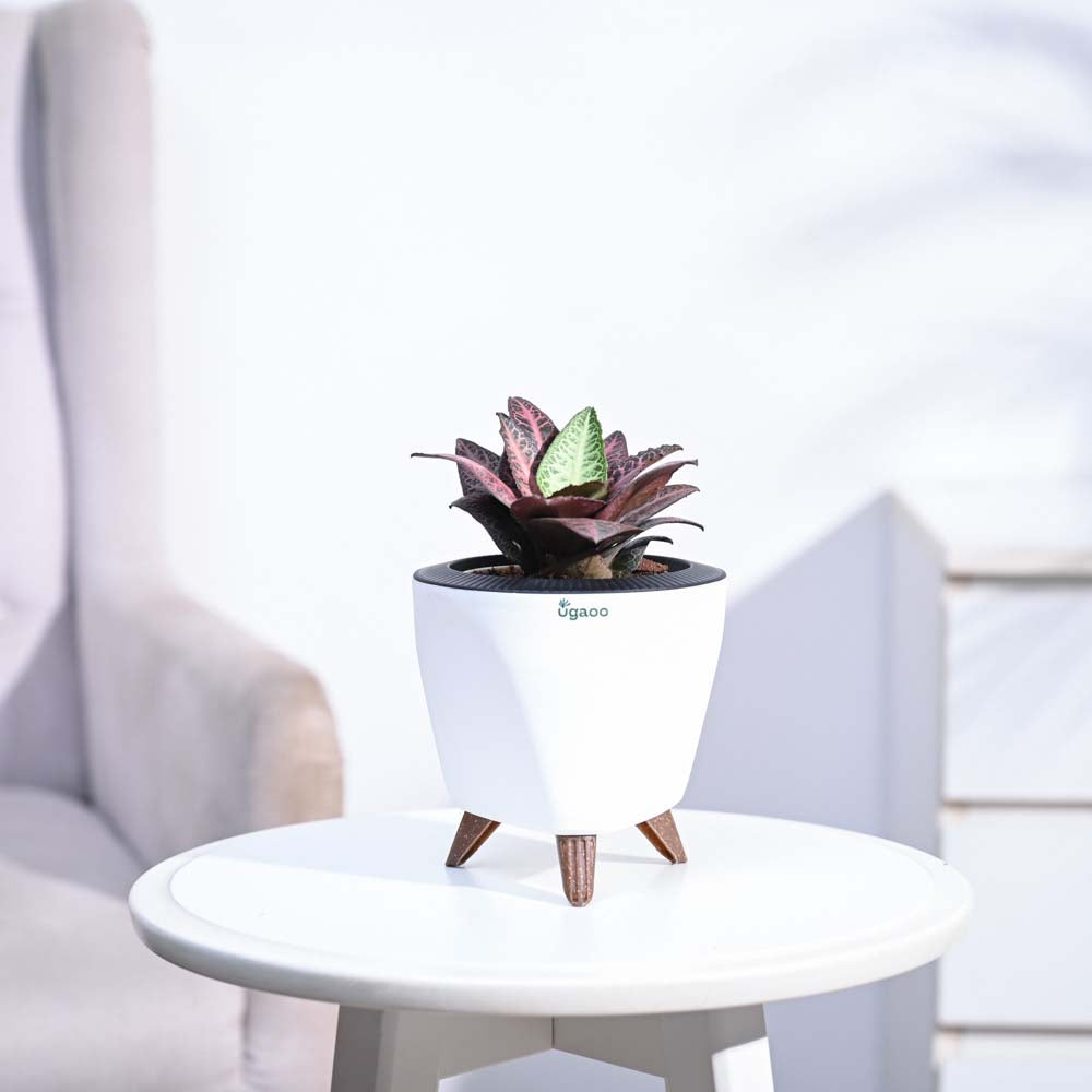 Euphorbia Francoisii Hybrid