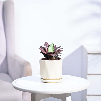 Euphorbia Francoisii Hybrid