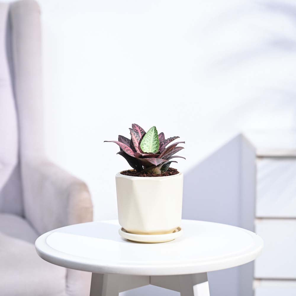 Euphorbia Francoisii Hybrid