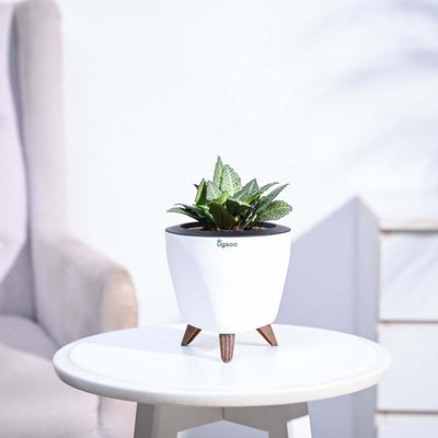 Euphorbia Francoisii Green