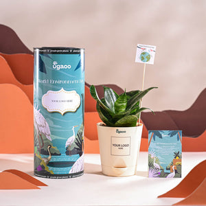 Snake Plant - Green For Environment Day Gifting