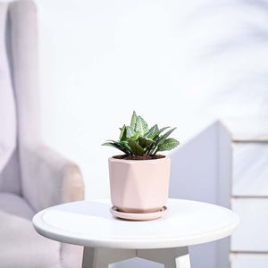 Euphorbia Francoisii Green