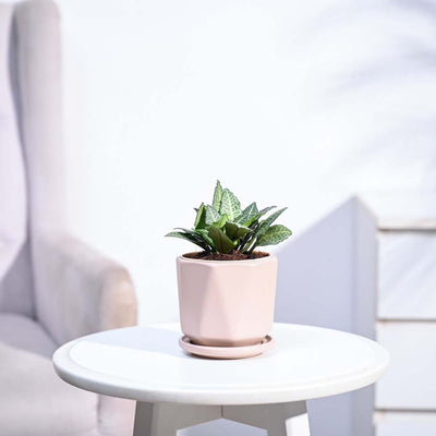 Euphorbia Francoisii Green