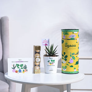 Zebra Haworthia Birthday Gift Hamper