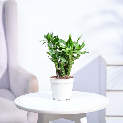 Lotus Lucky Bamboo 5 Sticks