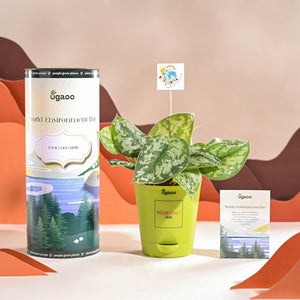 Money Plant Satin For Environment Day Gifting