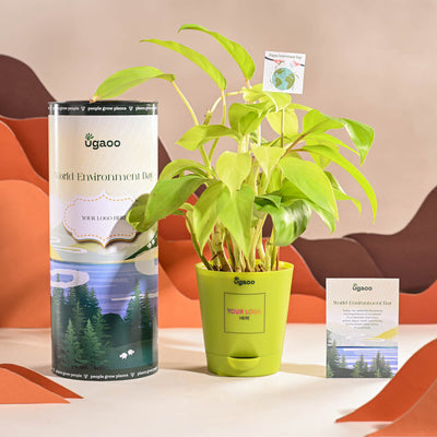 Philodendron Ceylon Golden Plant For Environment Day Gifting
