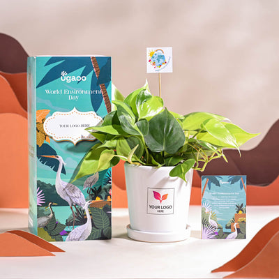 Philodendron Brasil Plant For Environment Day Gifting