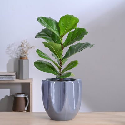 Tranquil Tales Ceramic Planter