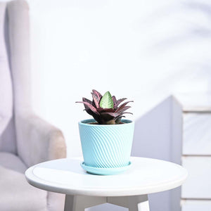 Euphorbia Francoisii Hybrid