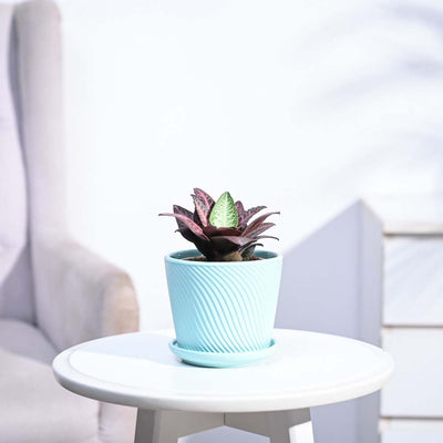 Euphorbia Francoisii Hybrid