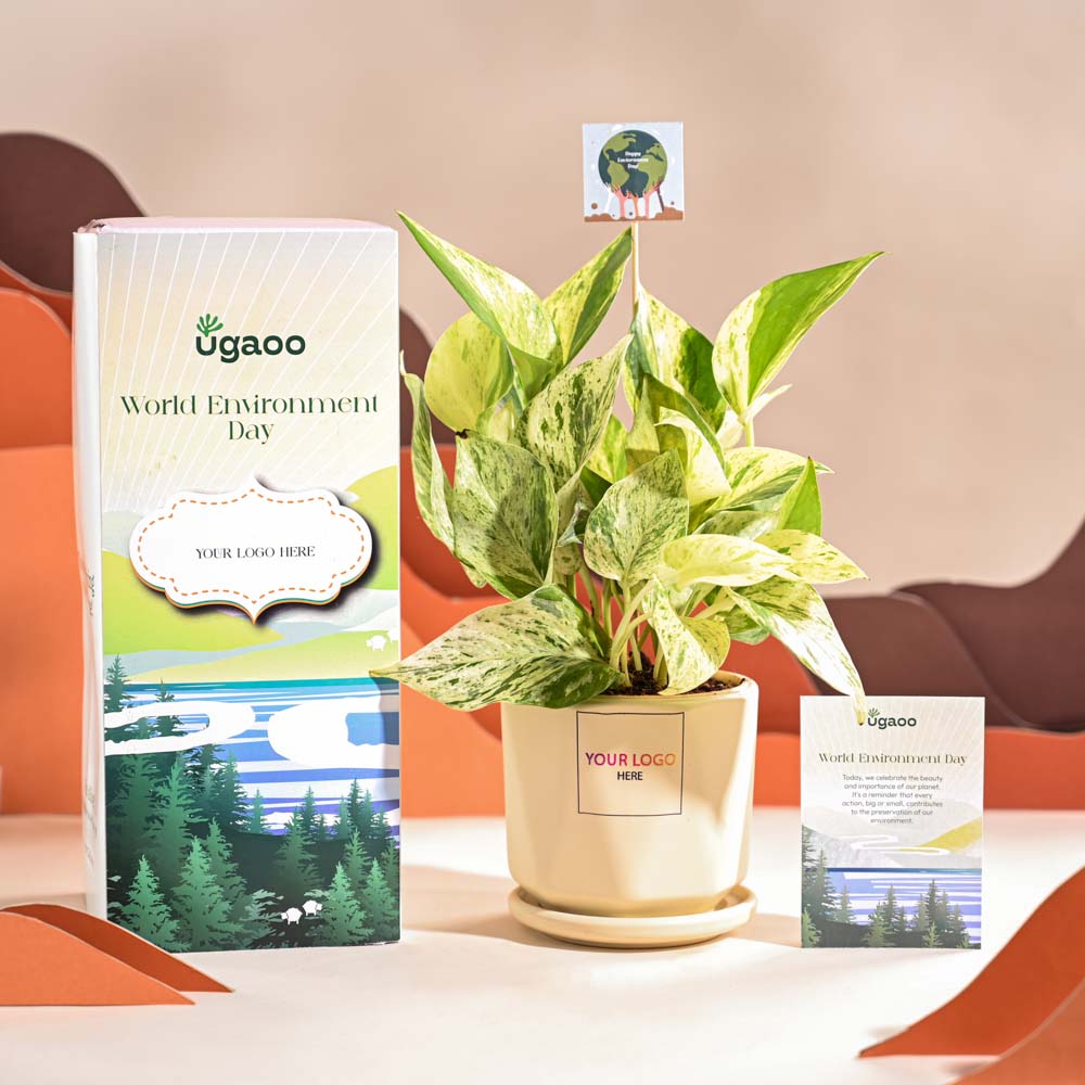 Money Plant Marble For Environment Day Gifting