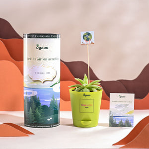 Haworthia Cooperi Fleshy For Environment Day Gifting