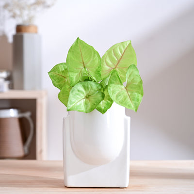 Cats are Gods Ceramic Planter